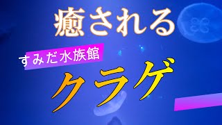 【癒される】クラゲ　東京スカイツリータウン・ソラマチ　すみだ水族館　ver３