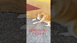 納豆大好き秋田犬　だだこねる　　