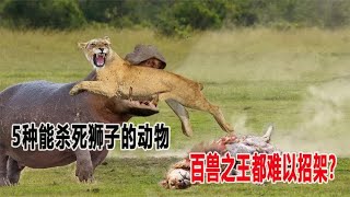 5种能杀死狮子的动物，百兽之王都无力招架，你知道有哪些吗？