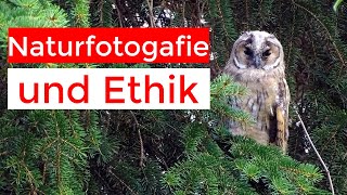 Naturfotografie und Ethik | Waldohreulen am Schlafplatz