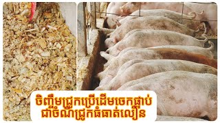 #របៀបចិញ្ចឹមជ្រូក ឆាប់ធំធាត់លឿនមិនលាងទឹក ហើយមានខ្លិនស្អុយ