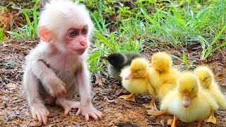 Satisfying video Cute animals - Zozo monkey has fun plays with ducklings