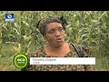 Numerous Challenges Undermine Farmers In Zimbabwe | Eco@Africa |