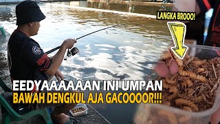 UMPANNYA LANGKA BROOOW ❗❗ MAU OLAHRAGA MAEN BAWAH DENGKUL AJA ❗❗ IKAN NGUMPUL PASTINYA.