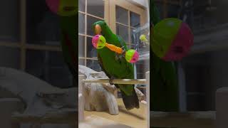 激しくオモチャで遊ぶオオハナインコのおおちゃん🎶