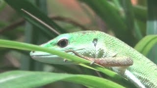 美しすぎるミヤコカナヘビ Beautiful Miyako grass lizard 【Cute animal videos】【かみね動物園】