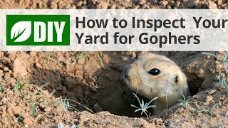 How to Inspect Your Yard for Gophers
