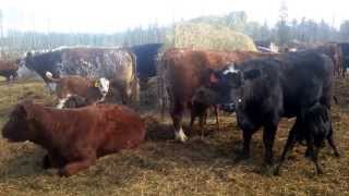 Pure Beef Calving Season 2014