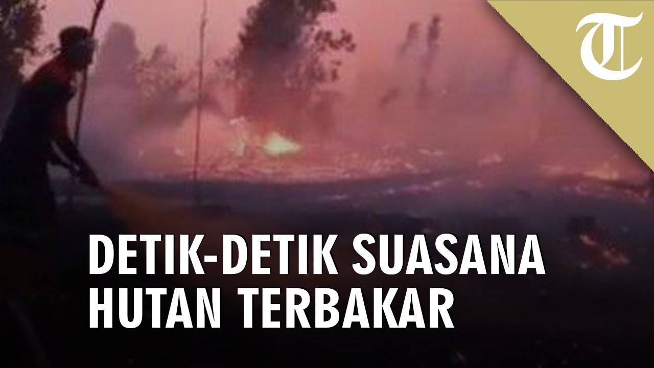 Kebakaran Hutan Di Kalimantan – Newstempo