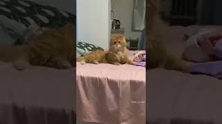 Very funny animals 😳😱 #funnyanimals #funnycats #funnydogs