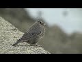 野鳥観察・イソヒヨドリ♀とミサゴの飛び込み blue rock thrush monticola solitarius