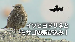 野鳥観察・イソヒヨドリ♀とミサゴの飛び込み / Blue Rock Thrush / Monticola solitarius