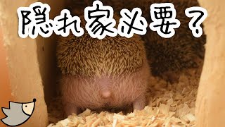 ハリネズミの隠れ家について　小屋タイプと寝袋タイプの違い