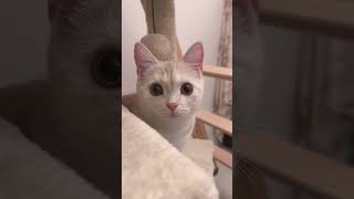 猫のへの字の口が可愛いんだなぁ、、。#shorts #kitten