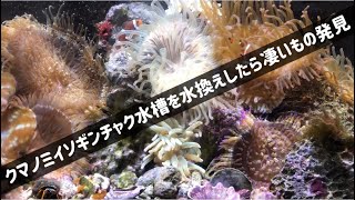 クマノミイソギンチャク水槽水換えしたら大変な事に‼️