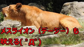 メスライオンも吠える（仲良しライオンのバリーとデージー）とべ動物園にて。