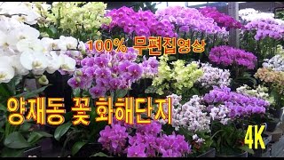 서울 양재동 꽃시장  화훼단지 구경하세요...4K영상 (100% 무편집)