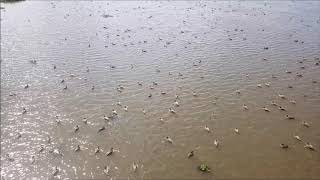 Philippine Ducks in Malasi Lake in Cabagan, Isabela.