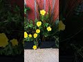 bright purslane flowers.鮮豔的黃馬齒莧