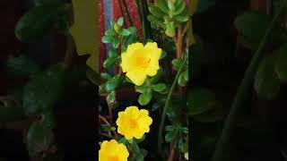 Bright purslane flowers.鮮豔的黃馬齒莧