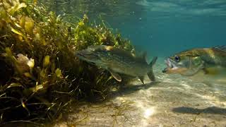Largemouth Bass vs Northern Pike - Epic Battle of Freshwater Predators!