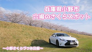 【兵庫の穴場さくらスポット】小野さくらづつみ回廊が最高すぎた！