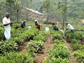 kotagiri arakombai village land