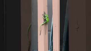 Intimate encounter: lizards spotted mating on Attalla porch