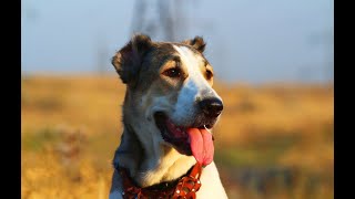 Alabay Türkmen Çoban Köpekleri