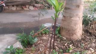 World's smallest coconut