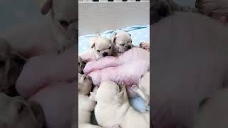 The MOST ADORABLE Bulldog Mother Feeding Her 6 Puppies #cutepuppy #puppy #doglovers