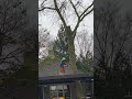 Bomen verwijderen Veghel