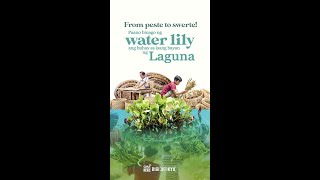 Paano nakatulong ang pag-aani ng water lily sa mga residente ng Pila, Laguna? | DigiDokyu