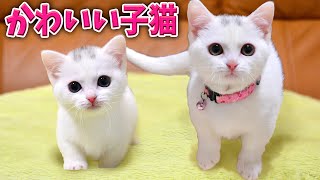 可愛いをギュッと！白猫ラム、子猫時代からの総集編！The white Munchkin cat is cute and adorable! Compilation movie!