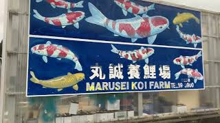 Masters of Nishikigoi #6 - Marusei koi farm