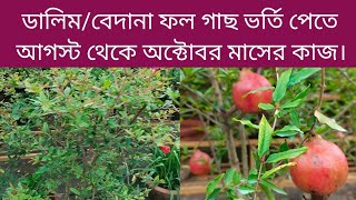 ডালিম/বেদানা গাছ ভর্তি ফল পেতে আগস্ট মাস থেকে অক্টোবর মাস যা করতে হবে। Pomegranate plants care tips.