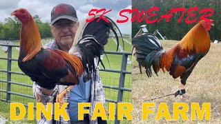 Beautiful DINK FAIR 5K SWEATER Big Farm in U.S.A. #breeding #chicken #farming