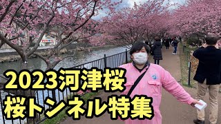 【河津桜2023】2.21見頃！桜トンネル ライブカメラ 見頃 開花予測 河津櫻 kawazu sakura cherry blossoms live camera