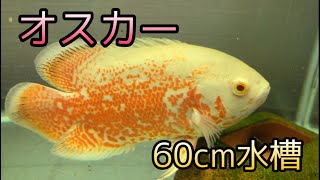 【肉食魚】アルビノオスカー60cm水槽の水換え