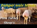 Takbeer goat farm Tolichowki par exotic collection pure Quality Turkey dumbe available | Turkey 🐑 🐏