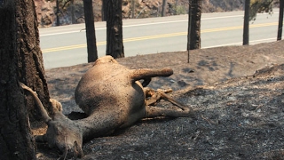 USFS Canyon Creek Complex fire. Tad Houpt reveals the lies