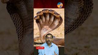 அஞ்சு தலை நாகம் உண்மையா இருக்கு| #shorts #shortsvideo #snakevideo #darkworld