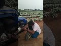 కష్టపడనిదే ఏది రాదు viral shorts trending agriculture