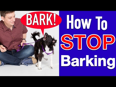 How to Train your Dog to STOP BARKING! How to Train your Dog to STOP BARKING!