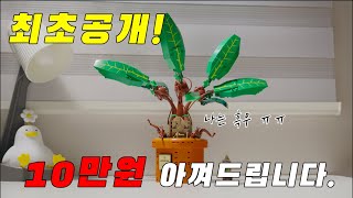 레고 신제품 해리포터 맨드레이크 최초 리뷰! 돈 값 하나? 궁금하면 드루와 [6월 발매] :: LEGO 76433 :: LEGO MANDRAKE