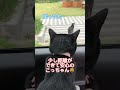 おしゃべり猫こっちゃん道端でくつろぐ猫を注意する