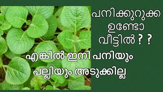 പനി കൂര്‍ക്ക ആരും അറിയാത്ത രഹസ്യങ്ങള്‍. Panikoorka aarum ariyatha aarogya gunangal