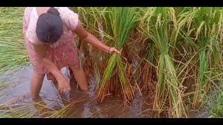 mothers technique/ a technique to stand the laid crops up / survival idea in odd situation..