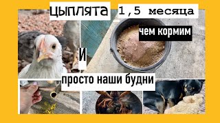 Цыплятам 1,5 месяца/Хуторские будни/Обнимашку передала)/