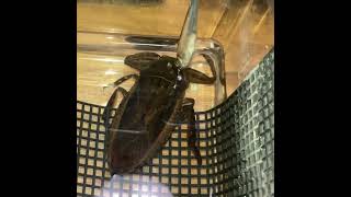 反射神経　タガメ　ガサガサタイムズ　Giant water bug / Kirkaldyia deyrolli 　絶滅危惧II類 (VU)（環境省レッドリスト）　#shorts